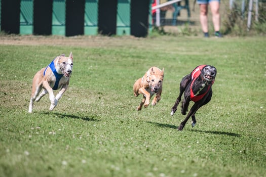Three whippet dogs running at racing competion photo