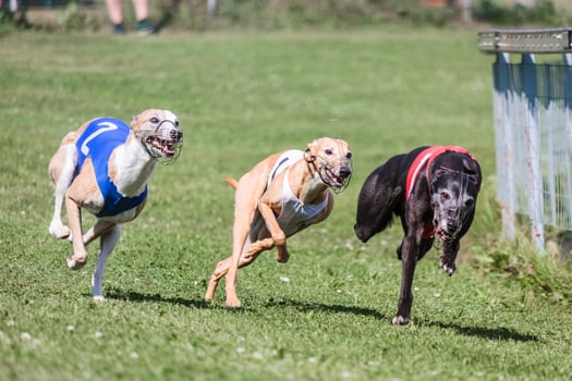 Three whippet dogs running at racing competion photo