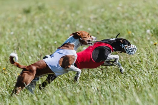 Basenjis running qualification for lure coursing championship photo