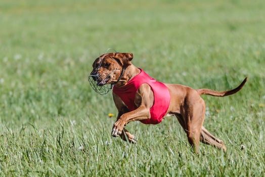 Rhodesian Ridgeback dog running full speed at lure coursing photo