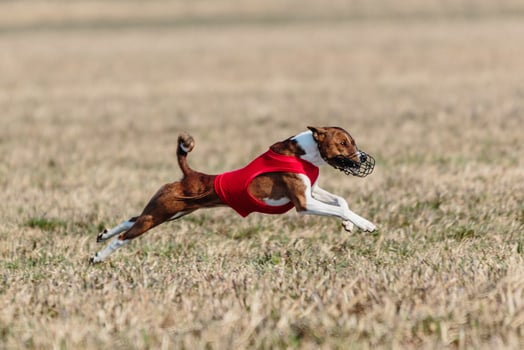 basenji lifted off the ground during the dog race competition photo