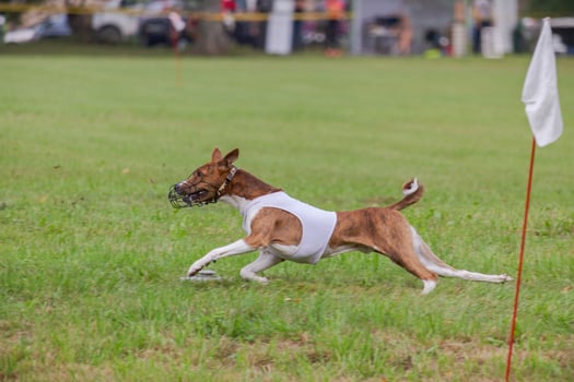 Basenji running in green field on lure coursing competition photo