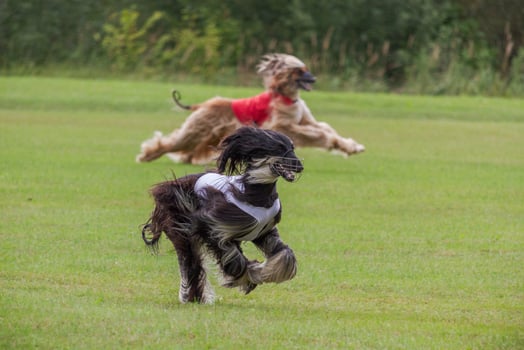 two afghan borzoi dogs running lure coursing competition on field photo