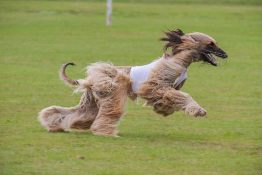 afghan borzoi dog running lure coursing competition on field photo