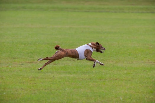 basenji lifted off the ground during the dog race competition photo