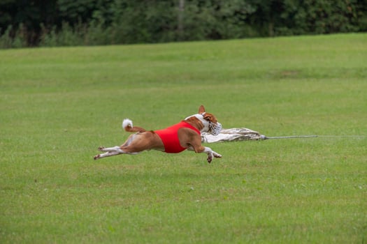 basenji lifted off the ground during the dog race competition photo