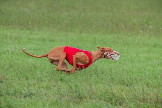 cirneco dell etna running full speed at lure coursing photo