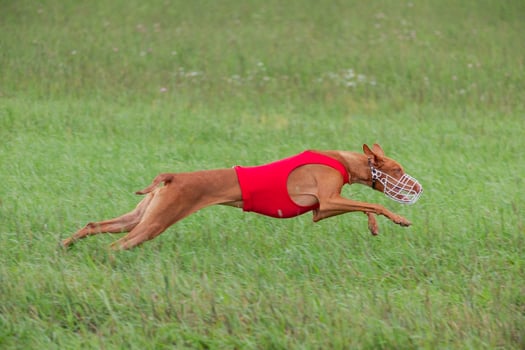 cirneco dell etna running full speed at lure coursing photo