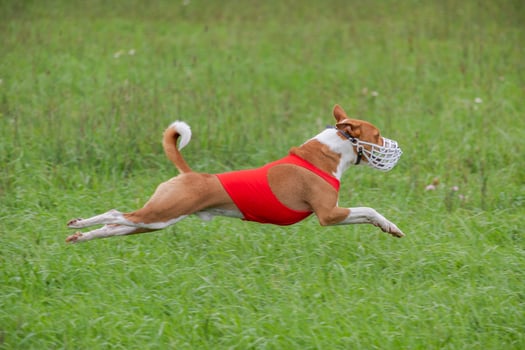 basenji lifted off the ground during the dog race competition photo
