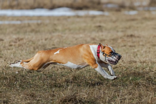 Pit Bull running full speed at lure coursing sport photo