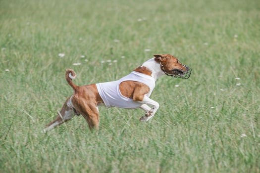Basenji running in green field on lure coursing competition photo