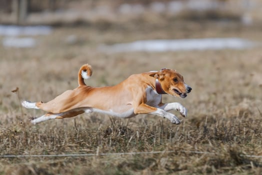basenji lifted off the ground during the dog race competition photo