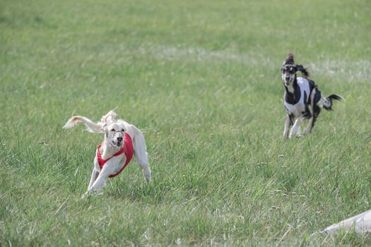 two saluki dogs running in the field on competition photo