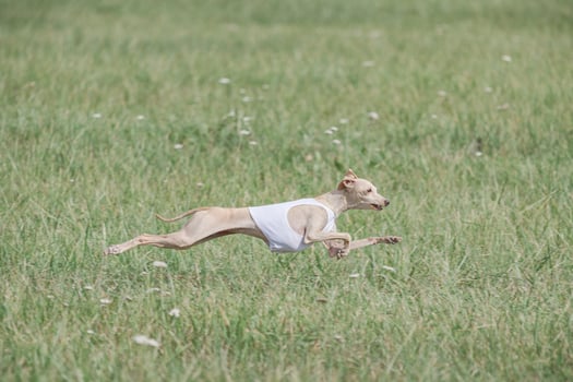 Italian Greyhound running in lure coursing competition photo