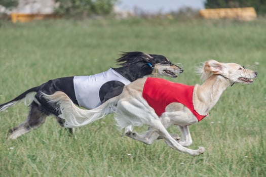 two saluki dogs running in the field on competition photo