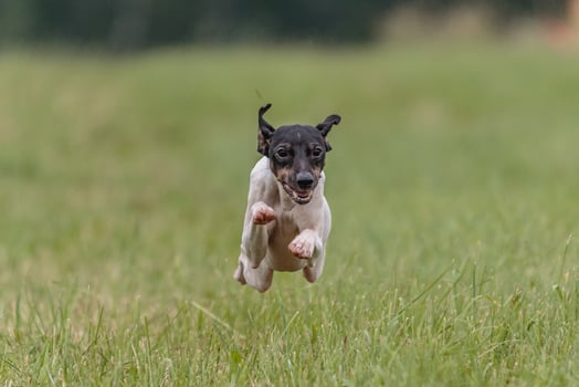 Flying Japanese terrier in the field on lure coursing competition photo