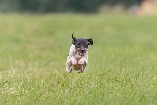 Flying Japanese terrier in the field on lure coursing competition photo