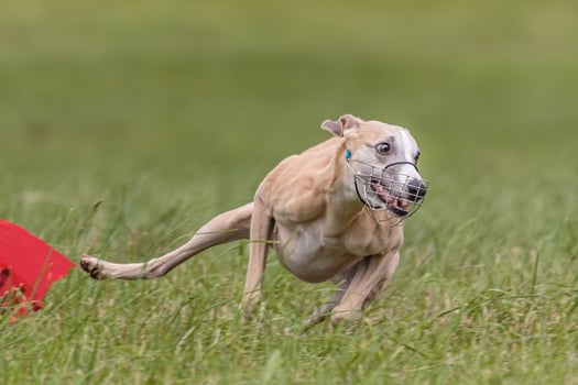 Whippet running in the field on lure coursing competition photo