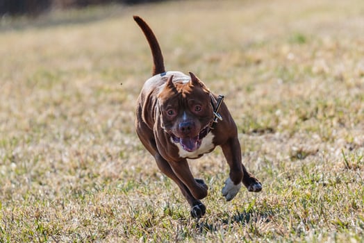 Pit Bull running full speed at lure coursing sport photo