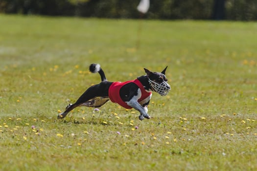 Basenji running in the field on lure coursing competition photo