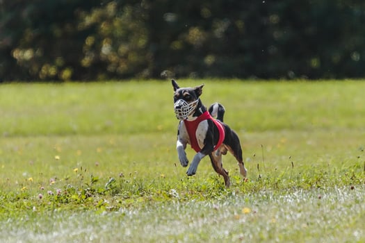 Basenji running in the field on lure coursing competition photo