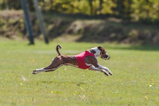 Flying basenji in red in the field on lure coursing competition photo