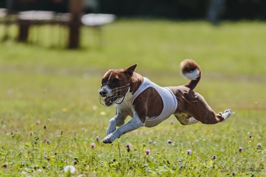 Basenji running in the field on lure coursing competition photo