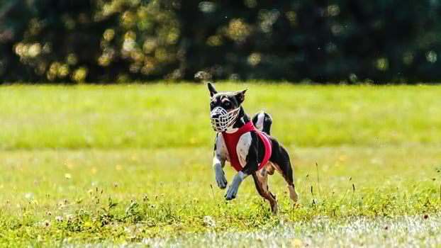 Basenji running in the field on lure coursing competition photo