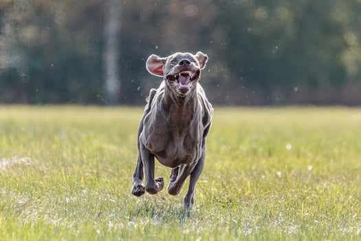 Dog running in the field on lure coursing competition photo