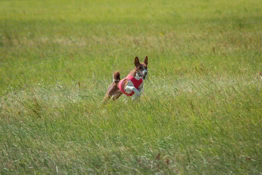 Basenji puppy first time running on dog sport photo