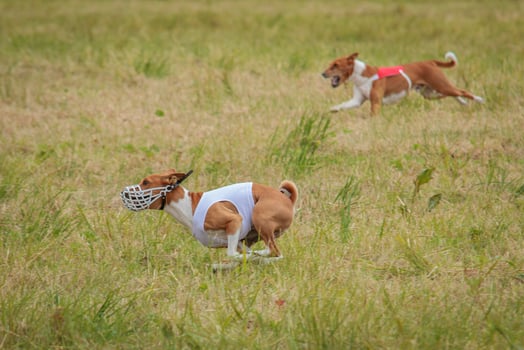 Basenjis running qualification for lure coursing championship photo