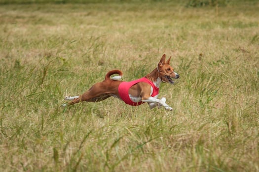 basenji lifted off the ground during the dog race competition photo