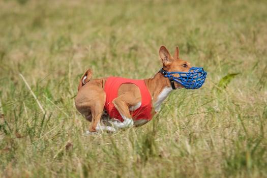 Basenji puppy first time running on dog sport photo