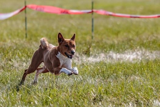 Basenji running in the field on lure coursing competition photo