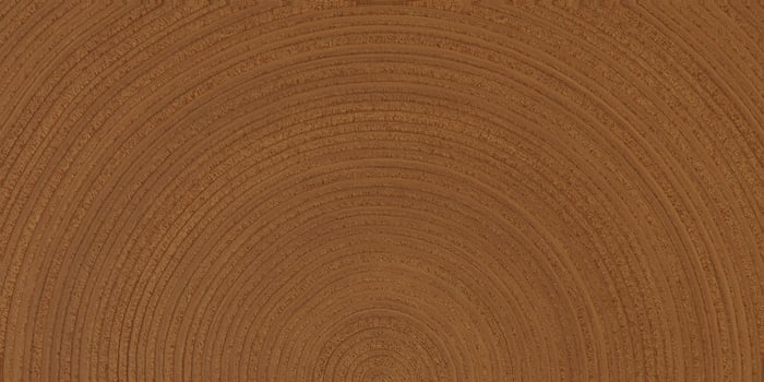 wood slice texture background photo
