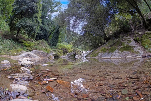 Peaceful woodland stream with clear water and lush trees, capturing serene natural beauty in Corsica photo