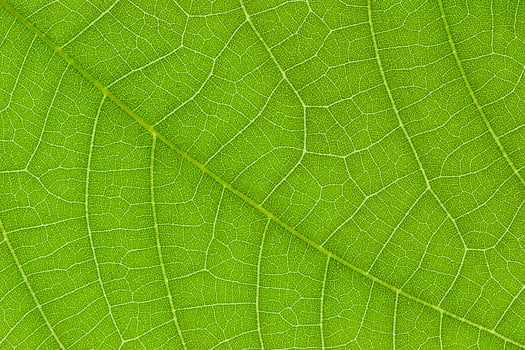Green leaf texture for pattern and background photo