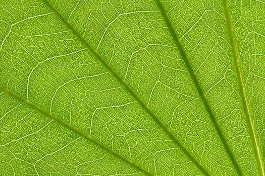 Stem and leaf texture for pattern photo