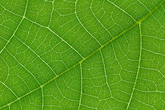 Green leaf texture for pattern and background photo