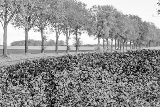 Black and white photo of a bush in the middle of a field