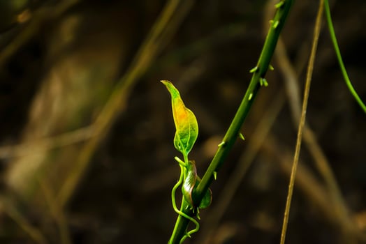 Fresh Green Leaf Emerging on Tree Branch with Blurred Background photo
