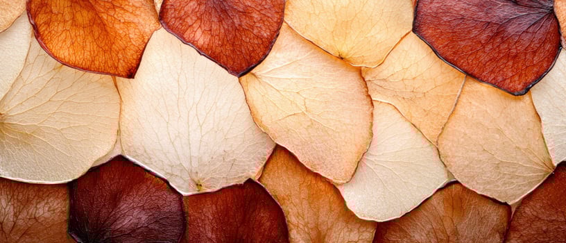 Colorful dried leaves texture background photo