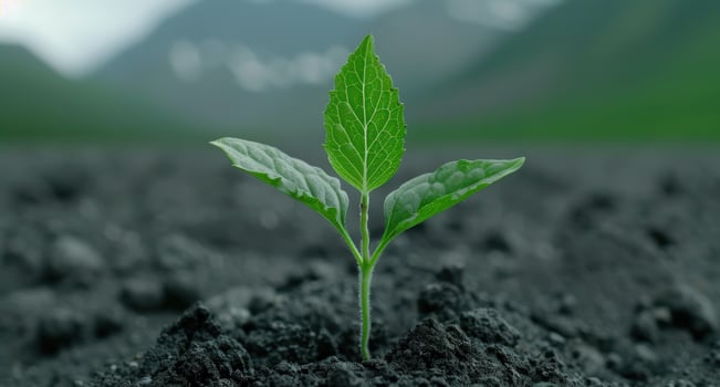 Vibrant green plant sprout growing from soil photo