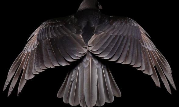 Majestic wings of a dark bird photo