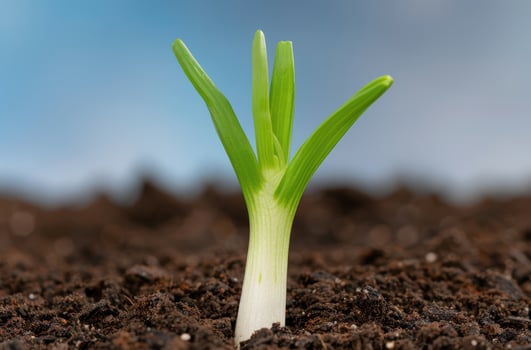Sprouting plant emerging from soil photo