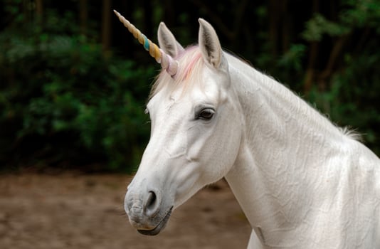 Majestic white unicorn in forest photo