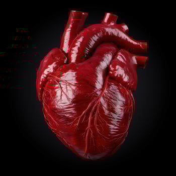 Anatomical model of the human heart photo