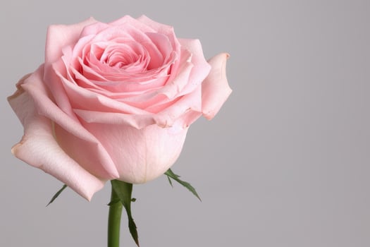 Delicate pink rose in full bloom photo