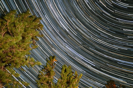 Star trails illuminate the night sky above tall pine trees in a remote forest location photo