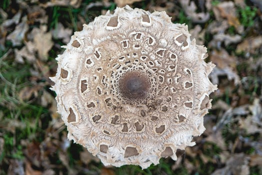 Parasol mushroom in the wild. In the National Park in De Zilk, The Netherlands. photo